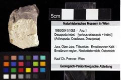 Foto (Objket + Etiketten) von Decapoda indet. 